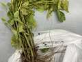 Soybean plant