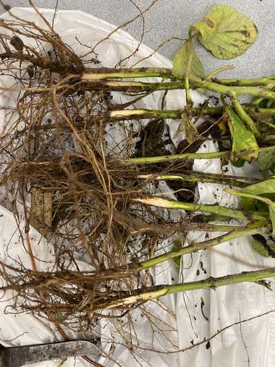 Soybean root system