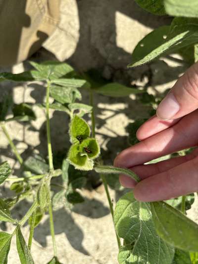 Up-close photo of a soybean plant with two bean leaf beetles.