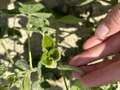 Up-close photo of a soybean plant with two bean leaf beetles.
