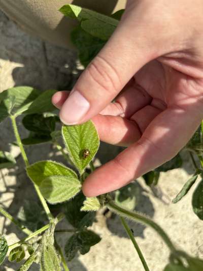 Up-close photo of a soybean plant with a bean leaf beetle on the leaf.