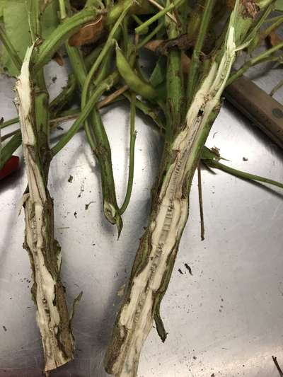 Soybean stems