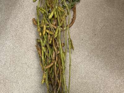 Soybean plant