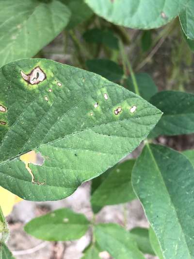 Soybean leaves