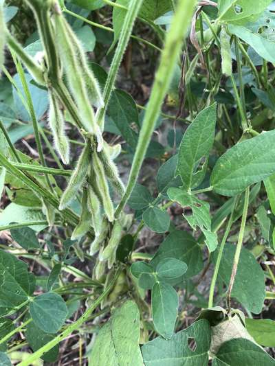Soybean plant