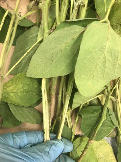 Soybean plant