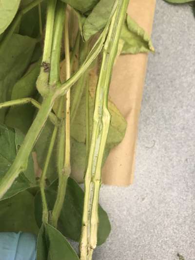 Soybean stem