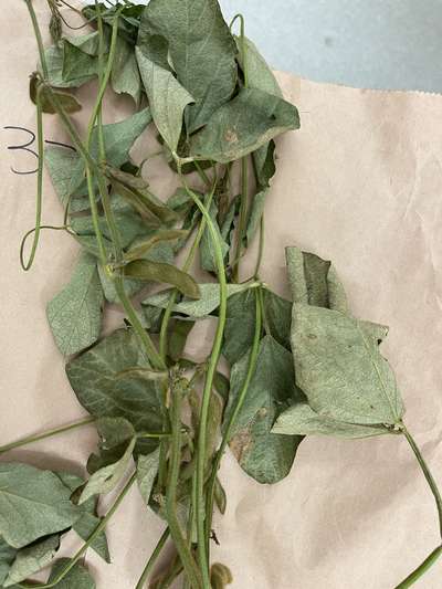 Soybean plant