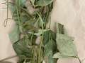 Soybean plant