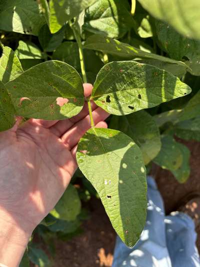 Up-close photo of soybean leaves with small circular lesions