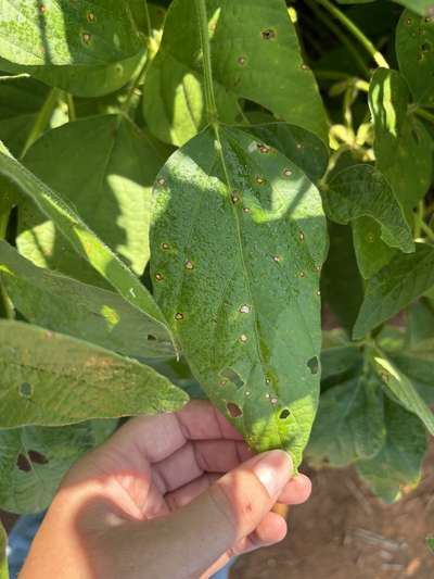 Up-close photo of soybean leaves with small circular lesions