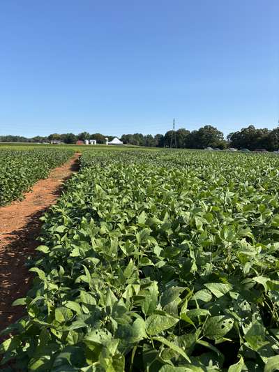 Broad photo of soybean field with leaves showing small circular lesions