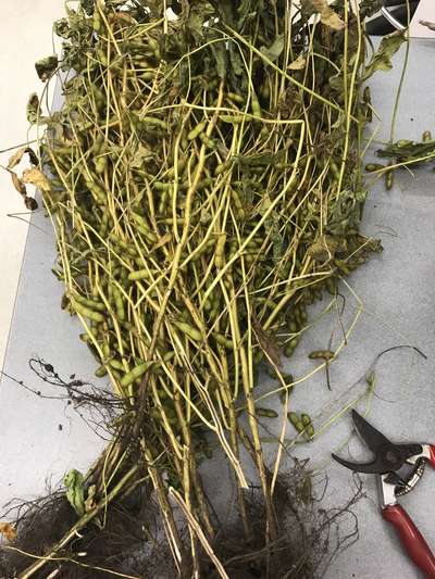 Soybean plant