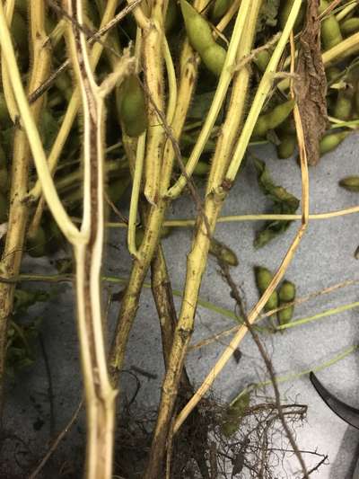 Soybean stems