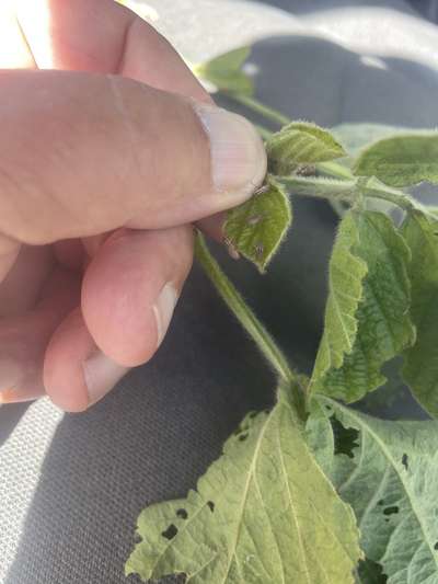 Soybean with weevils