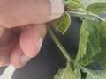 Soybean with weevils