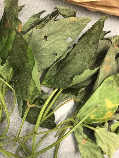 Soybean leafs