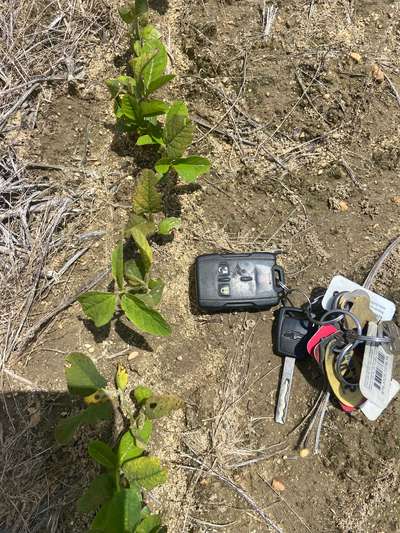 Photo of multiple soybean plants showing discoloration of leaves
