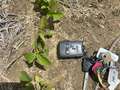Photo of multiple soybean plants showing discoloration of leaves