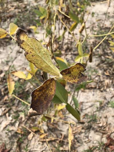 Soybean leaves