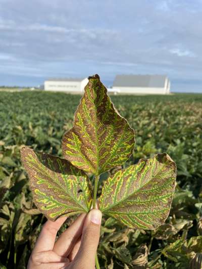 Soybean leaves