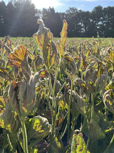 Soybean plants