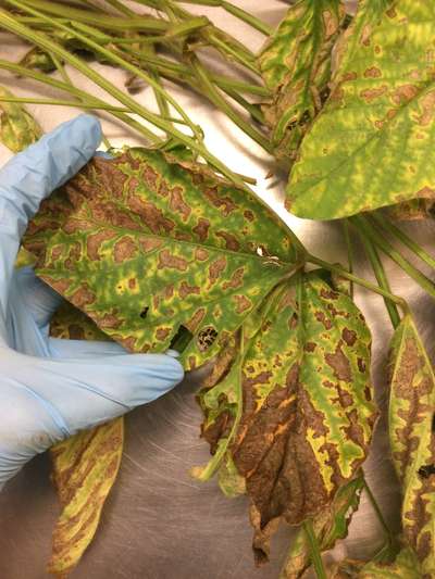 Soybean leaves
