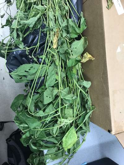 Soybean plant