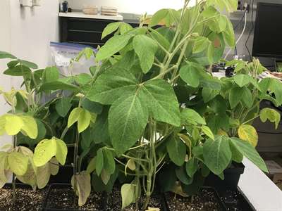 Soybean plant