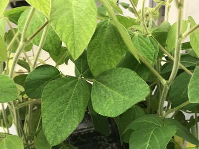 Soybean plant