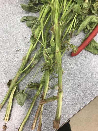 Soybean plant