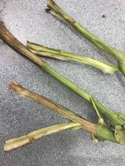 Soybean stems