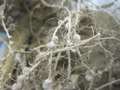 Soybean roots