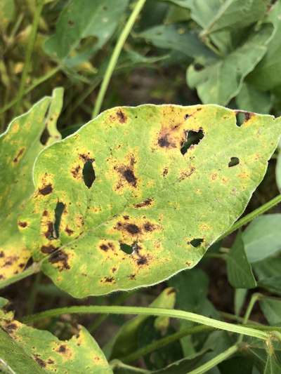 Soybean leaf