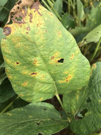 Soybean leaf