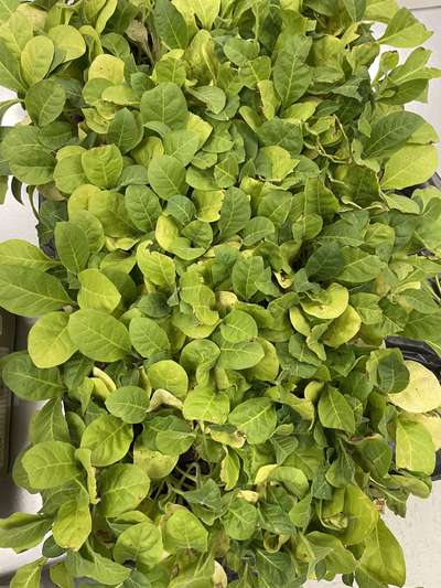 Tobacco seedling tray