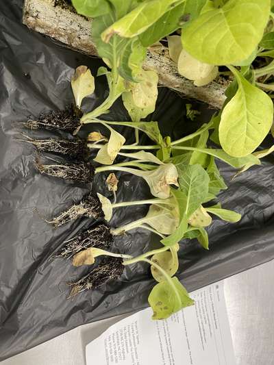 Yellowing tobacco seedlings with the roots