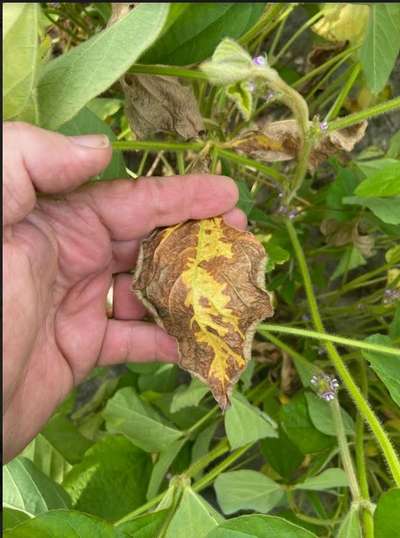 Soybean leaf
