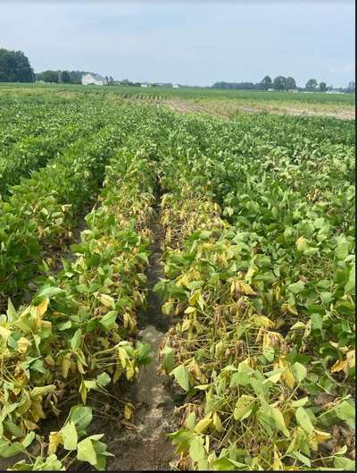 Affected field