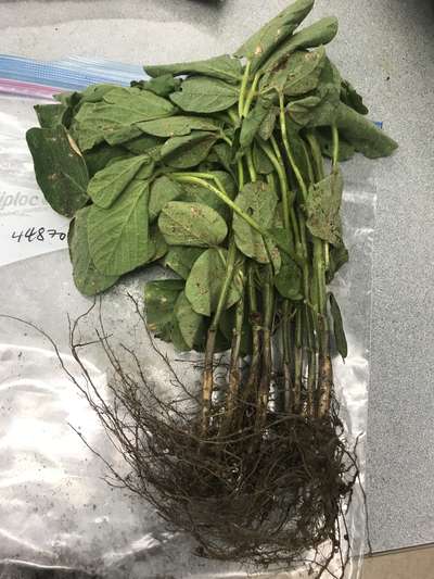 Soybean plant