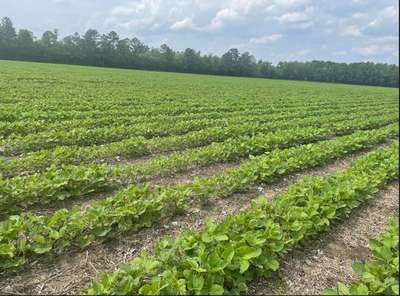 Soybean field