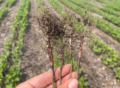 Soybean roots
