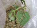 Stunted soybean plant in a bag