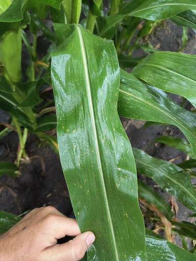 Corn leaf held by a hand showing small tan spots