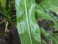 Corn leaf held by a hand showing small tan spots