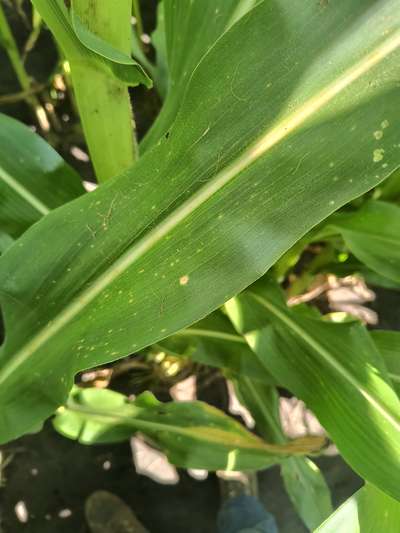 Corn leaf with spots