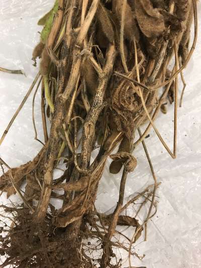 Soybean stems