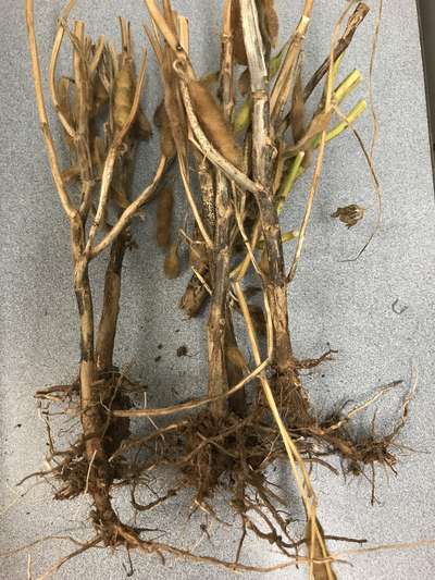 Soybean stems