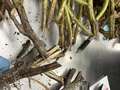Soybean stem