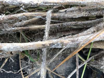 Soybean stems